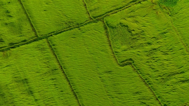 Vista aérea do fundo verde da textura do campo de arroz As plantas de arroz dobram-se para cobrir o solo do vento