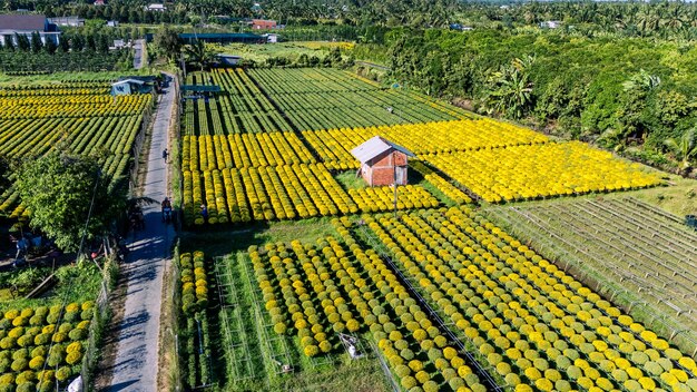 Foto vista aérea do jardim de flores cho lach em ben tre, vietnã, famoso no delta do mekong, preparando flores de transporte para o mercado para venda nas férias de tet