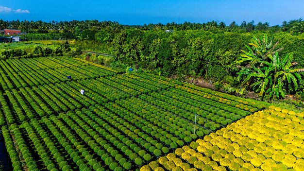 Foto vista aérea do jardim de flores cho lach em ben tre, vietnã, famoso no delta do mekong, preparando flores de transporte para o mercado para venda nas férias de tet