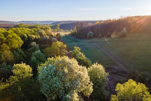 Vista aérea do jardim florescendo com árvores brancas florescendo no início da primavera ao pôr do sol