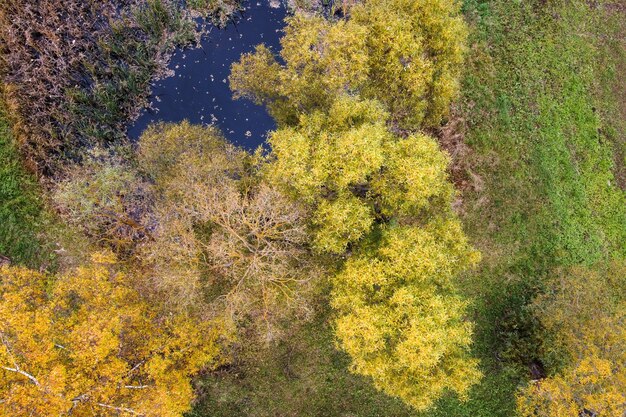 Vista aérea do lago de outono com as copas das árvores e folhagem amarela colorida no parque