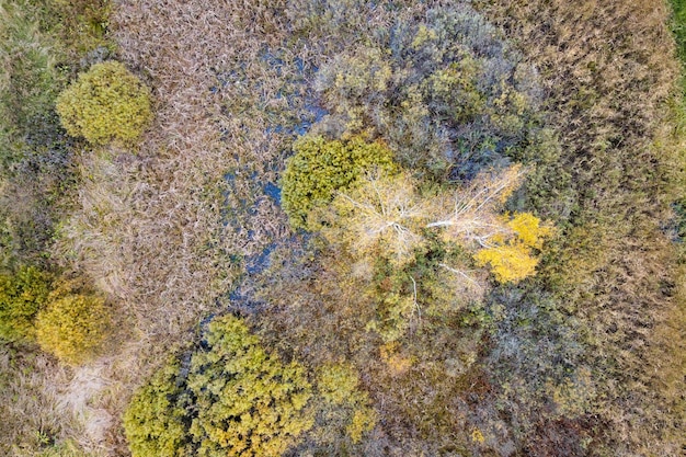 Vista aérea do pantanal com gramíneas e árvores copadas no outono