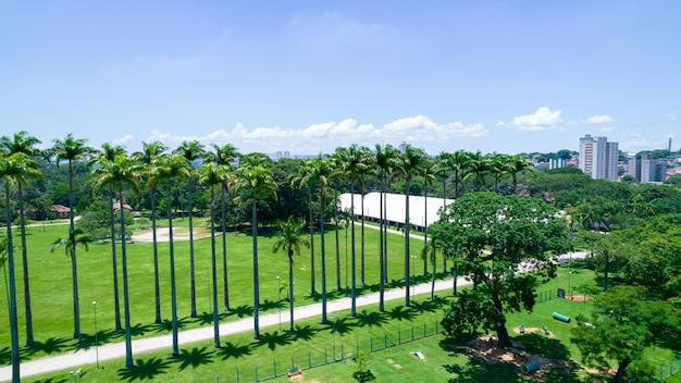 Vista aérea do parque Burle Marx, Parque da Cidade, em São José dos Campos, Brasil, palmeiras altas e bonitas