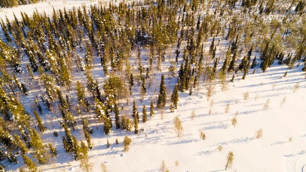 Vista aérea do parque coberto de neve Árvores sempre verdes vibrantes e pegadas na neve vistas de cima