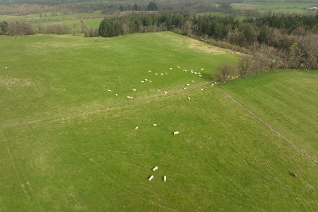 Vista aérea do rebanho de vacas pastando no campo de terras agrícolas