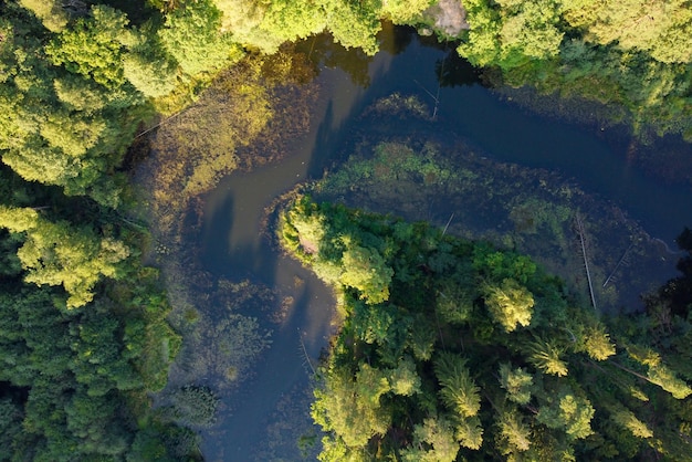 Vista aérea do rio e da floresta verde