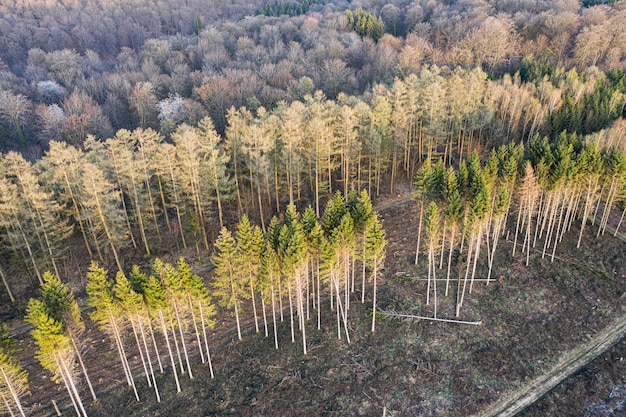 Vista aérea do trabalho de gestão florestal Ardenas Bélgica Floresta de árvores de folha caduca e/ou contra floresta de abetos