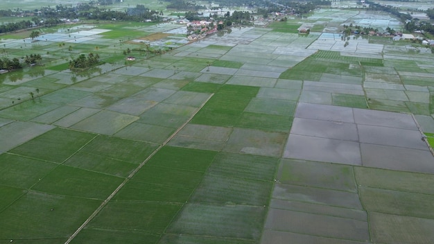 vista aérea dos arrozais Vista aérea da agricultura nos campos de arroz para cultivo em Gorontalo
