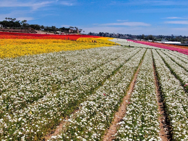 Vista aérea dos Campos de Flores. o turista pode desfrutar de encostas de fluxo colorido Giant Ranunculus