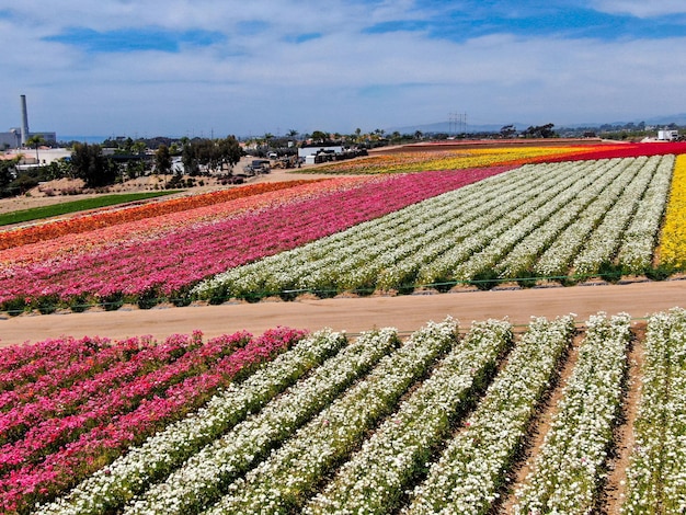 Vista aérea dos Campos de Flores. o turista pode desfrutar de encostas de fluxo colorido Giant Ranunculus