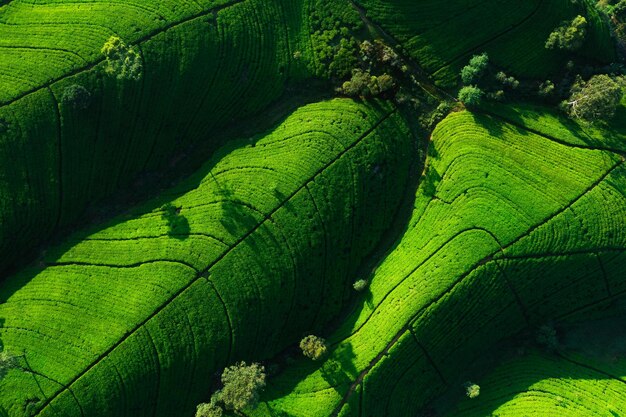 Foto vista aérea dos terraços de chá com fundo natural na luz da manhã