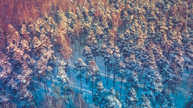 Vista aérea de un dron del bosque de árboles perennes cubierto de nieve después de la tormenta de nieve