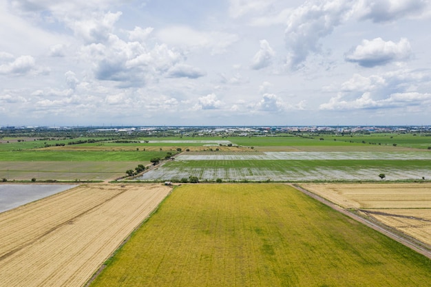 vista aérea desde un dron volador de arroz de campo con fondo natural de patrón verde paisajístico, vista superior