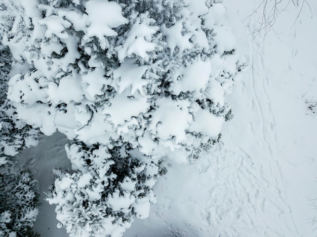 Vista aérea de drone de bosque de pinos y hojas cubierto de nieve en el fresco día de invierno b