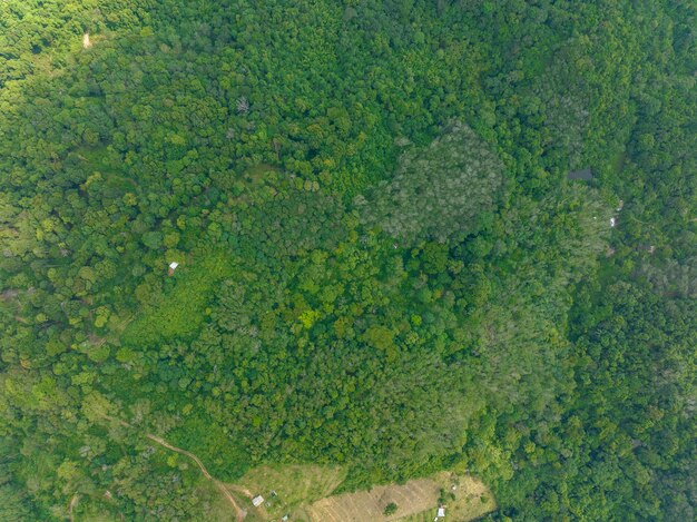 Vista aérea Drone cámara vista superior ecología de árboles de selva tropical