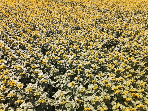 Vista aérea de drone del campo de girasol, rayas verdes y amarillas