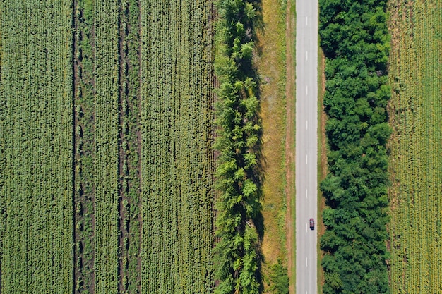 Vista aérea de drone de campos de girasoles despojados divididos con bosques y una carretera