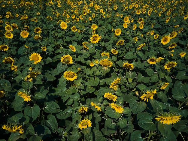 Vista aérea de drone de un soleado campo de girasoles en luz amarilla brillante. un girasol amarillo brillante y completamente florecido, aceite natural, agricultura