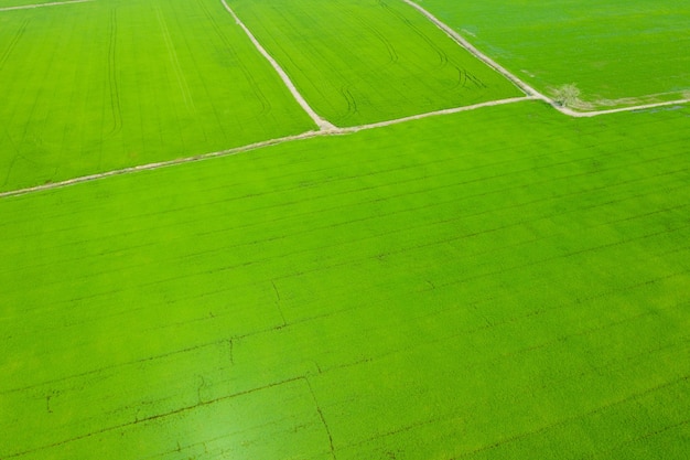 Vista aérea de drone volador de arroz de campo con paisaje verde patrón de fondo natural, arroz de campo de vista superior