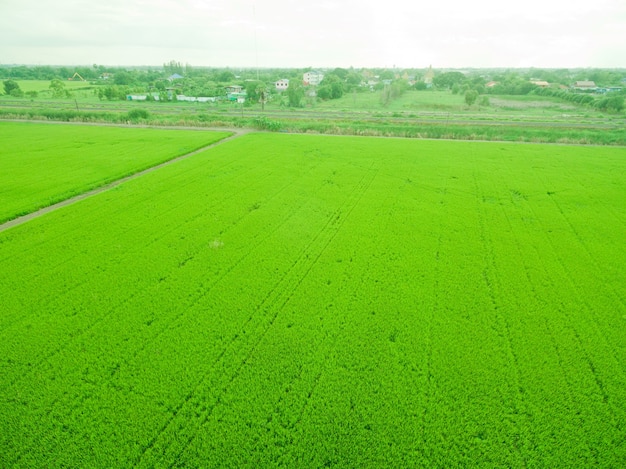 Vista aérea de drone volador de arroz de campo
