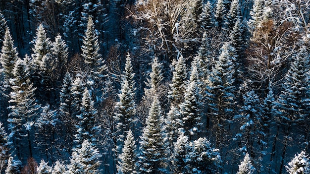 Vista aérea de drones en el bosque de montaña paisaje invernal abeto nevado y pinos rama de árbol nevado en