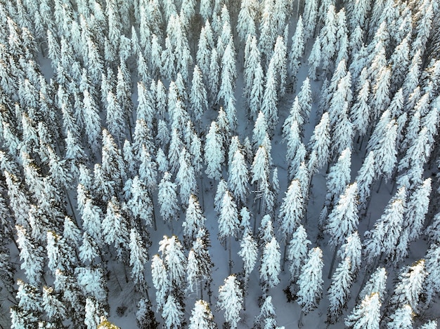 Vista aérea de drones del bosque de pinos nevados. Bolu - Turquía.
