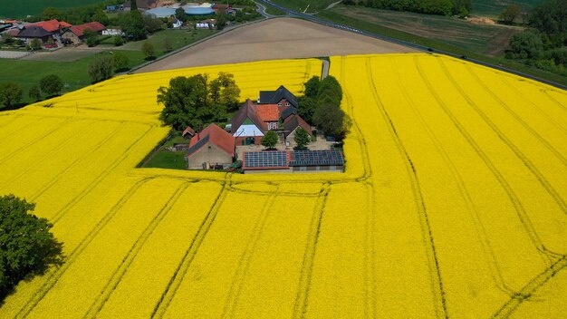 Foto vista aérea de drones de campos de colza amarilla en el campo alemán