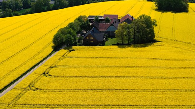 Vista aérea de drones de campos de colza amarilla en el campo alemán