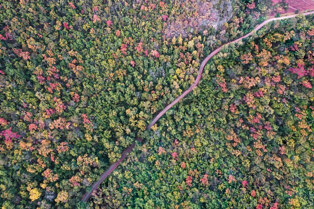 Vista aérea de drones del colorido bosque otoñal con camino sinuoso en la selva tropical en el parque nacional