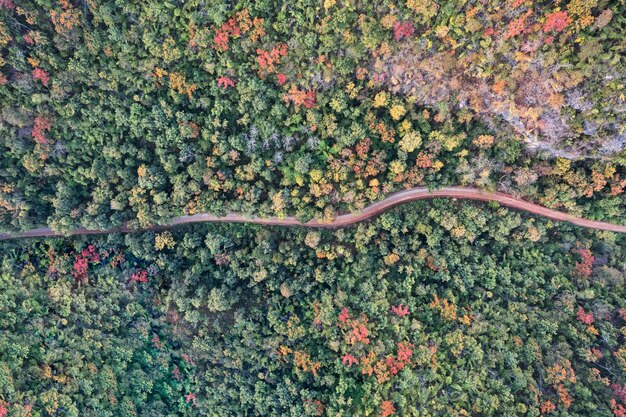 Vista aérea de drones del colorido bosque otoñal con camino sinuoso en la selva tropical en el parque nacional