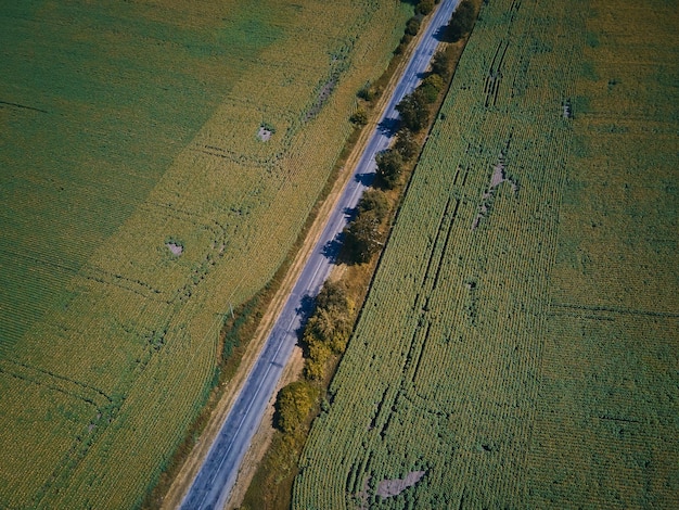 Vista aérea de drones de la cosecha de trigo El fondo del campo de trigo en el día de sol Agricultura de verano