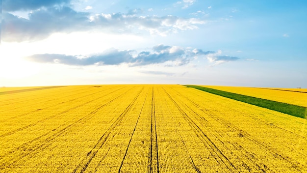 Vista aérea de drones de la naturaleza en Moldavia Campo ancho sembrado amarillo