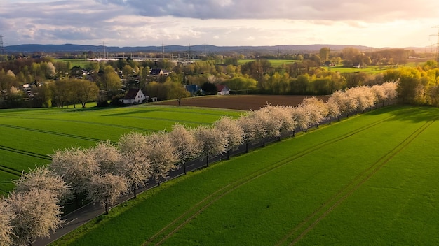 Vista aérea de drones del paisaje primaveral una carretera entre el callejón de los cerezos en flor cerca del pueblo y los campos verdes del campo de Alemania