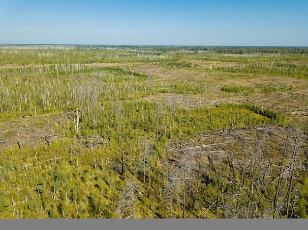 Vista aérea de drones se secó después de un bosque de incendios