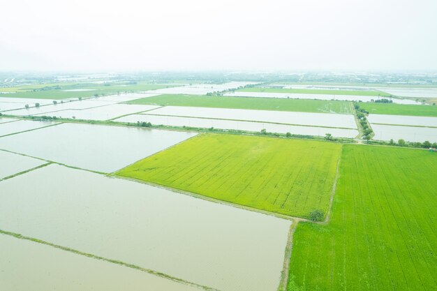 Vista aérea desde drones voladores de arroz de campo con paisaje verde patrón naturaleza fondo vista superior arroz de campo