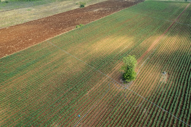 Vista aérea desde drones voladores de arroz de campo con paisaje verde patrón naturaleza fondo vista superior arroz de campo