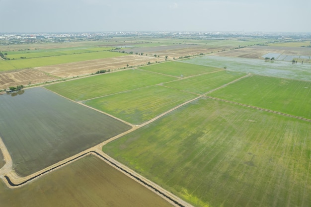 Vista aérea desde drones voladores de arroz de campo con paisaje verde patrón naturaleza fondo vista superior campo arrozxA