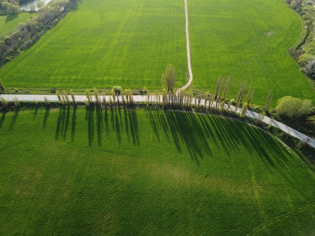 Vista aérea em um campo de trigo verde na zona rural de campo de trigo ao vento no pôr do sol jovem