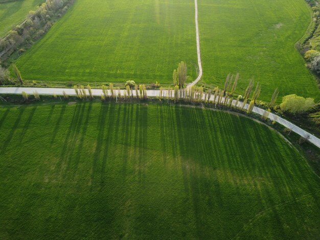 Vista aérea em um campo de trigo verde na zona rural de campo de trigo ao vento no pôr do sol jovem