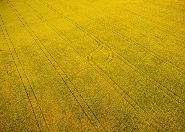 Vista aérea em um campo de trigo verde na zona rural de campo de trigo ao vento no pôr do sol jovem