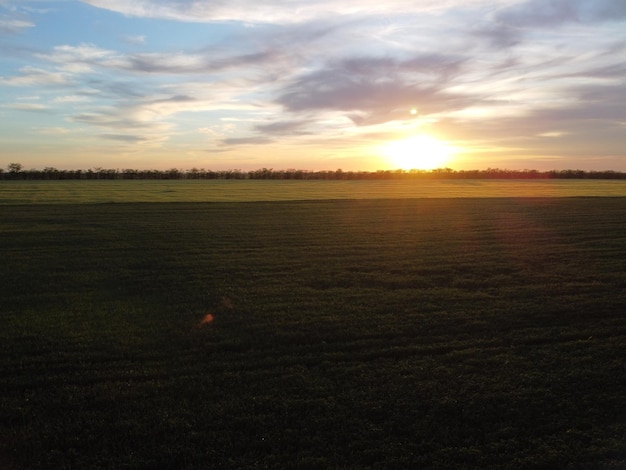 Vista aérea em um campo de trigo verde na zona rural de campo de trigo ao vento no pôr do sol jovem