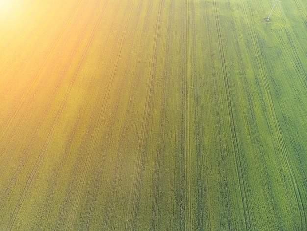 Vista aérea em um campo de trigo verde na zona rural de campo de trigo ao vento no pôr do sol jovem