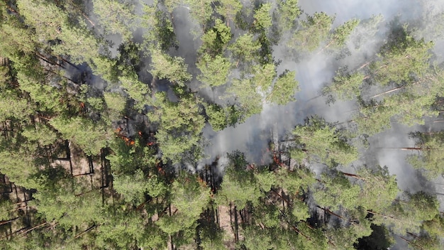 Vista aérea épica de fumar fuego salvaje. Grandes nubes de humo y fuego se extendieron. Deforestación de bosques y selvas tropicales. Incendios forestales en el Amazonas y Siberia. Quema de pasto seco. Cambio climático, ecología, tierra