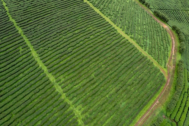 Vista aérea Fazenda de chá com mar de névoa Árvore verde Montanha azul