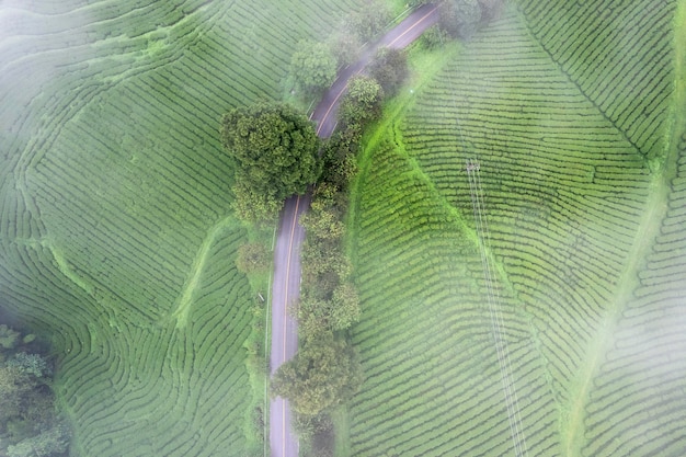 Vista aérea Fazenda de chá com mar de névoa verde árvore azul montanha