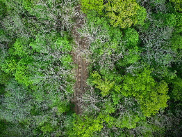 Vista aérea de un ferrocarril de tren en el bosque verde