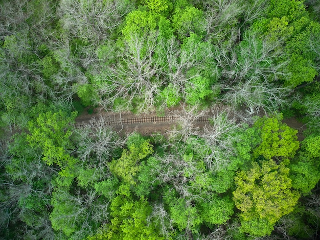 Vista aérea de un ferrocarril de tren en el bosque verde