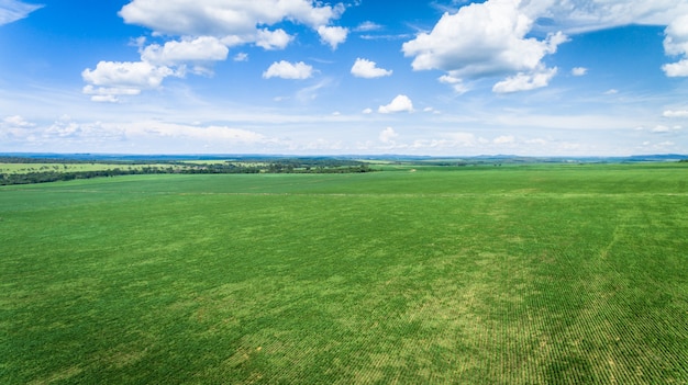 Vista aérea de una finca con plantación de soja o frijol.