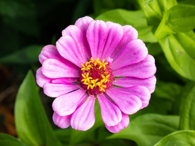 Vista aérea de una flor de Zinnia con pétalos de color púrpura de grandes estambres con polen amarillo rodeado por un jardín verde