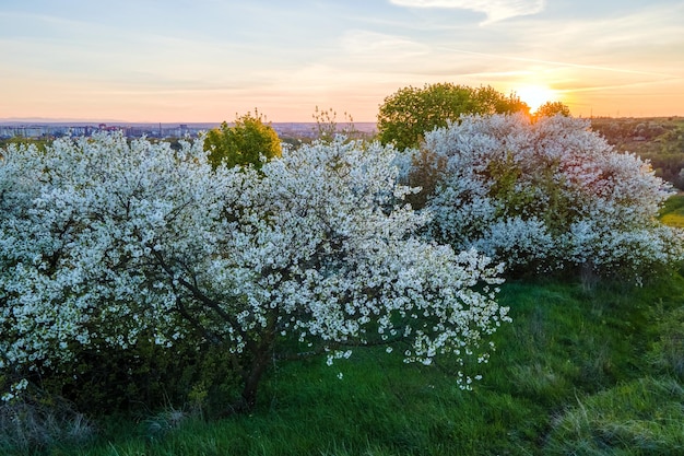 Vista aérea del floreciente jardín con árboles blancos en flor a principios de la primavera al atardecer